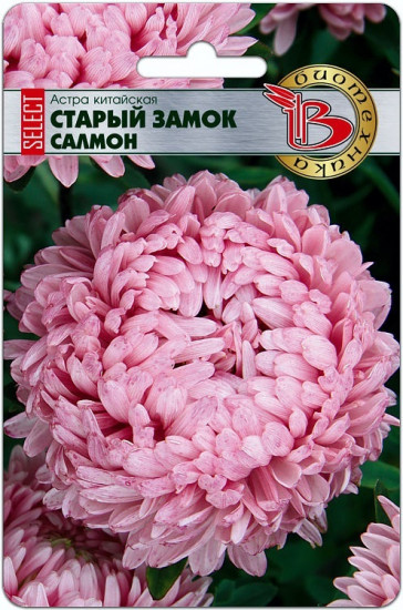 Астра китайская