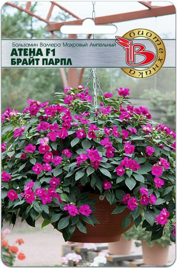 Бальзамин «Атена F1 Брайт Парпл»