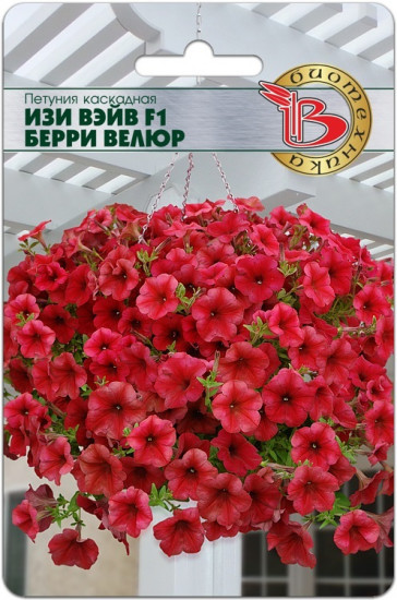 Петуния «Изи Вэйв F1 Берри Велюр»