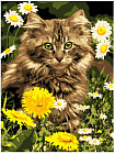 Картина по номерам «Котик в одуванчиках»