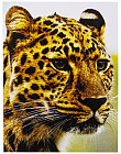 Мозаика алмазная «Ягуар»