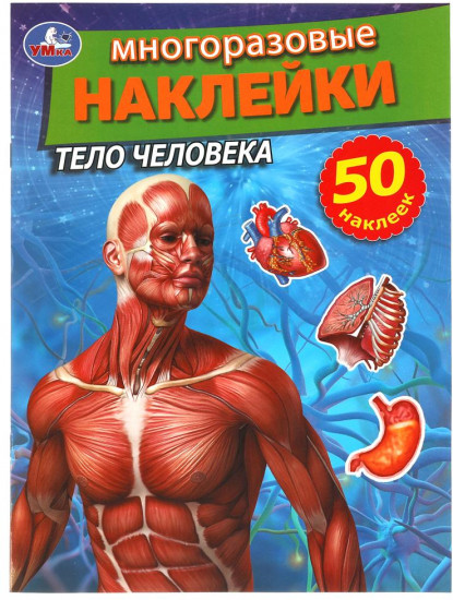 Активити с многоразовыми наклейками «Тело человека»