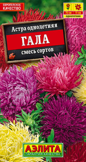 Астра «Гала»