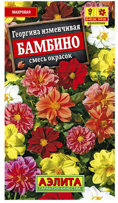 Георгина «Бамбино»