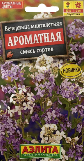 Вечерница «Ароматная»