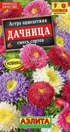 Астра «Дачница»