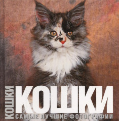 Кошки. Самые лучшие фотографии