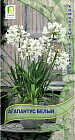 Агапантус «Белый»