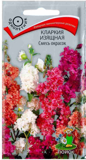 Кларкия «Смесь окрасок изящная»