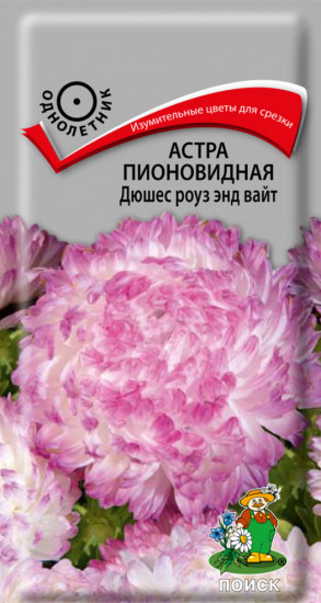 Астра «Дюшес роуз энд вайт»