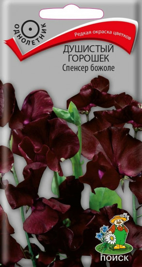 Горошек душистый «Спенсер божоле»