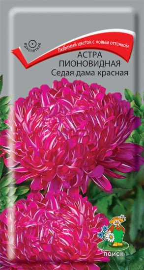 Астра пионовидная «Седая дама красная»
