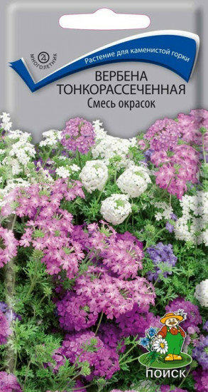 Вербена тонкорассеченная «Смесь окрасок»
