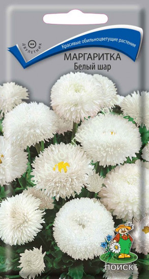Маргаритка «Белый шар»