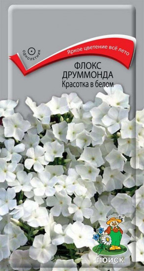 Флокс друммонда «Красотка в белом»