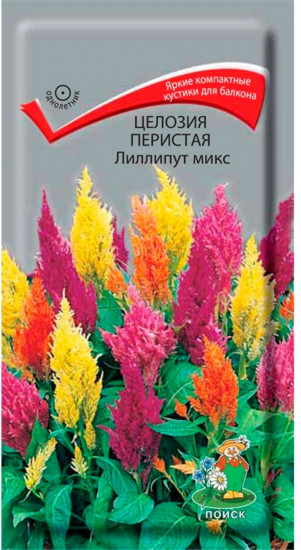 Целозия перистая «Лиллипут микс»