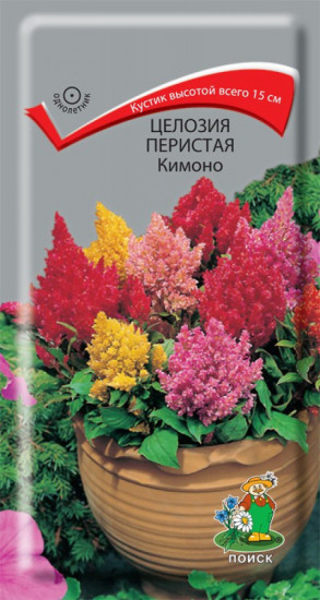 Целозия перистая «Кимоно»