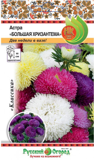 Астра «Большая хризантема»