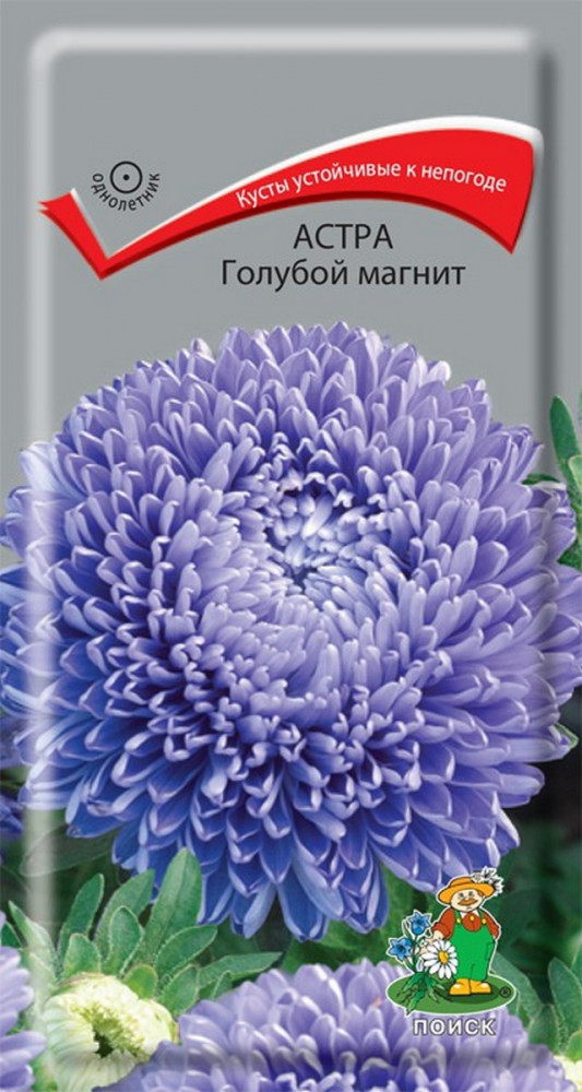 Астра «Голубой Магнит» | Поиск