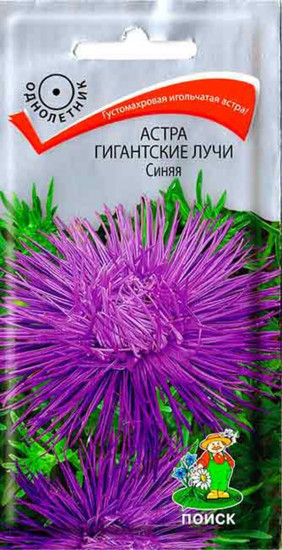 Астра Гигантские лучи «Синяя»