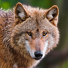 Картина по номерам «Наблюдательный волк»