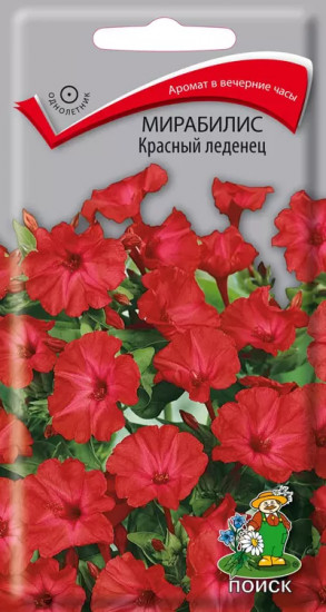 Мирабилис «Красный леденец»