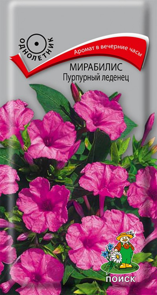 Мирабилис «Пурпурный леденец» | Поиск