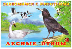 Лесные птицы