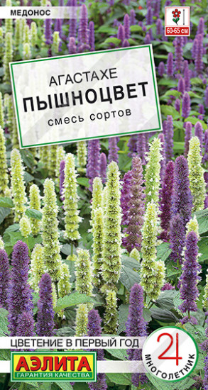Агастахе «Пышноцвет»