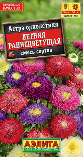Астра «Летняя раннецветущая»