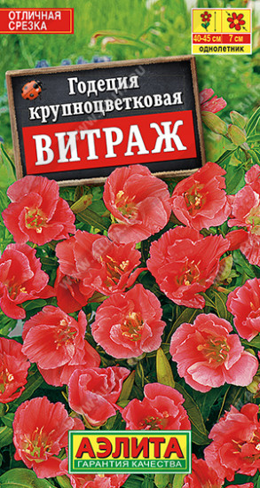 Годеция «Витраж» крупноцветковая