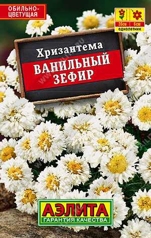 Хризантема «Ванильный зефир»