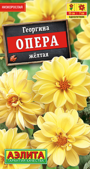 Георгина «Опера желтая»
