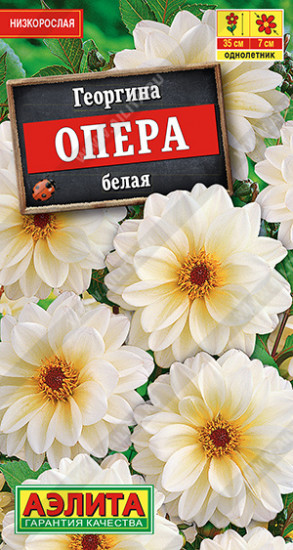 Георгина «Опера белая»