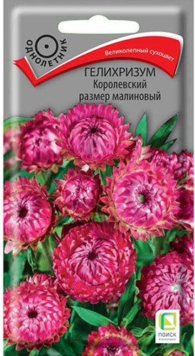 Гелихризум «Королевский размер малиновый»