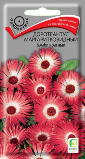Доротеантус «Бэмби красный»