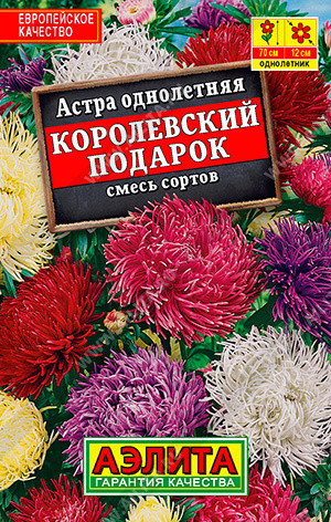 Астра «Королевский подарок»
