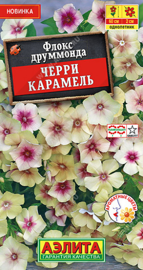 Флокс друммонда «Черри карамель»