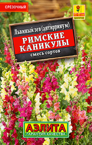 Львиный зев «Римские каникулы»