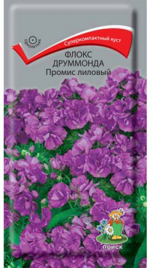 Флокс друммонда «Промис лиловый»