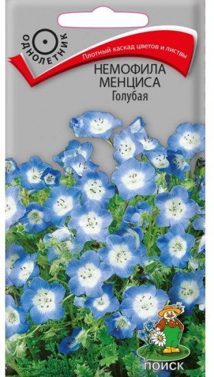 Немофила «Менциса Голубая»
