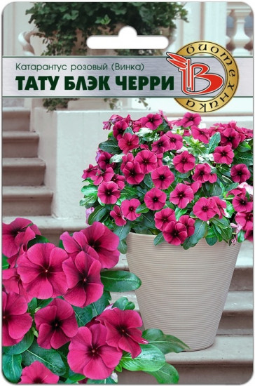 Катарантус розовый «Винка Тату Блэк Черри»