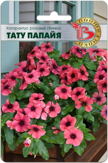 Катарантус розовый «Винка Тату Папайя»