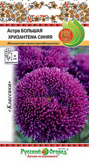 Астра «Большая Хризантема Синяя»