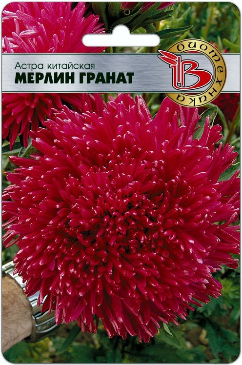 Астра китайская «Мерлин гранат» | Биотехника