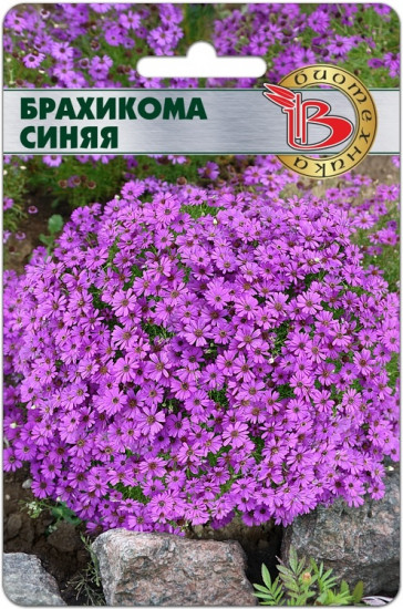Брахикома «Синяя»