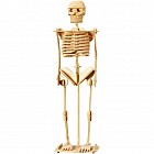 Сборная модель "Скелет человека"