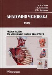 Анатомия человека