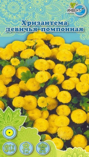 Хризантема «Девичья помпонная»