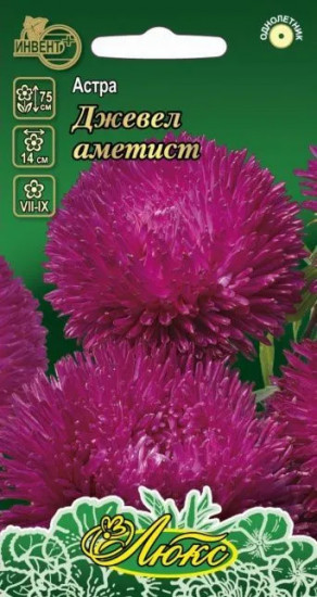 Астра «Джевел аметист»